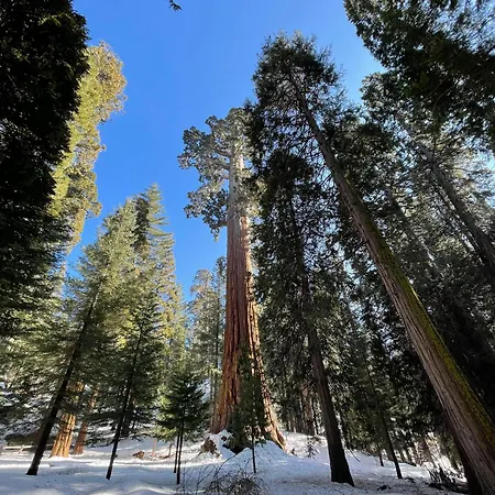 Enchanted Forest Dome ,10-15 Minutes To Kings Canyons-New Pellet Stove For Cozy Warm Nights Dunlap Esterno foto