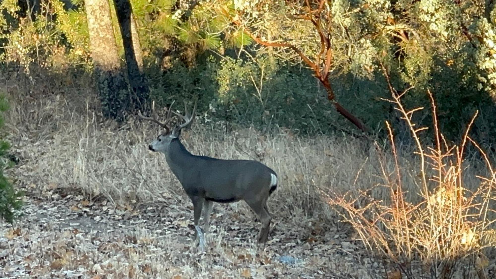 Enchanted Forest Dome ,10-15 Minutes To Kings Canyons-new Pellet Stove For Cozy Warm Nights